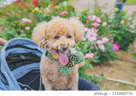 犬と薔薇 犬と薔薇 115068770
