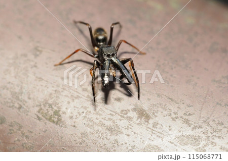アリグモ(オス) アリグモ(オス) 115068771