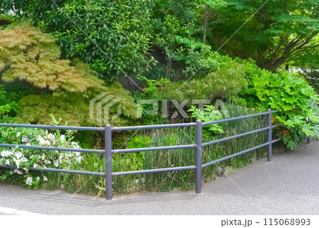 千葉県松戸市竹ヶ花雷電湧水周辺2024年5月 千葉県松戸市竹ヶ花雷電湧水周辺2024年5月 115068993