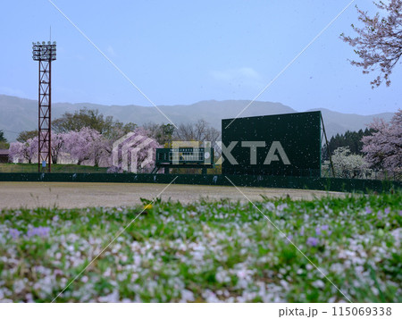 桜が満開の春の野球場の芝生席〜白鷹町民野球場 115069338