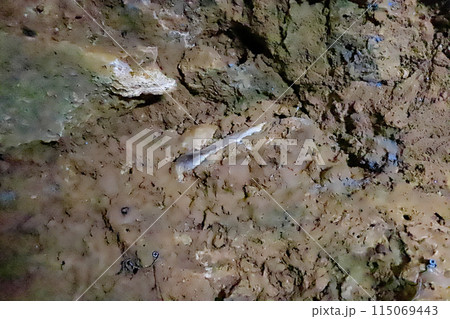 石垣島 サンゴ礁の鍾乳洞 シャコ貝の化石 石垣島 サンゴ礁の鍾乳洞 シャコ貝の化石 115069443