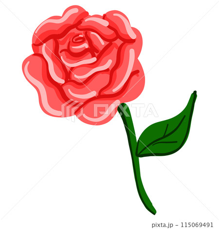 pink rose isolated on white background 115069491