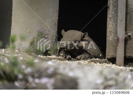 リラックスしているアルマジロ 115069606