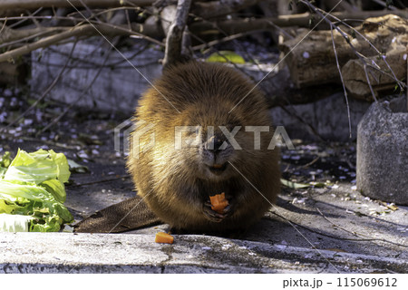にんじんを食べるアメリカビーバー 115069612