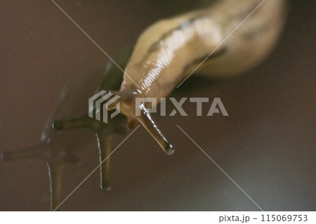 ナメクジ 115069753