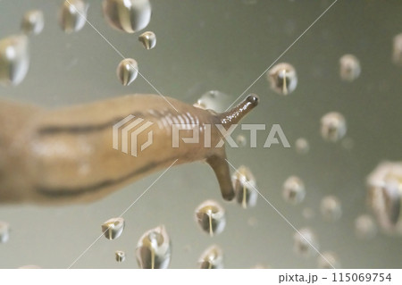 ナメクジ 115069754