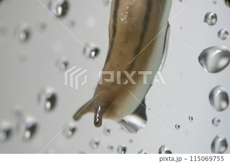 ナメクジ ナメクジ 115069755