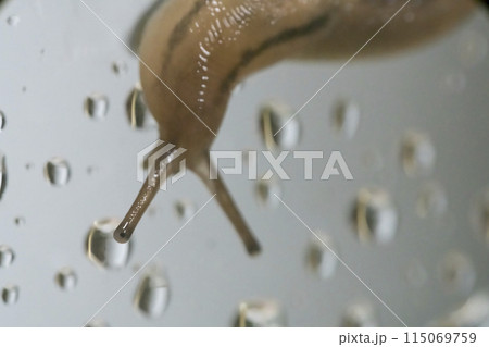 ナメクジ 115069759