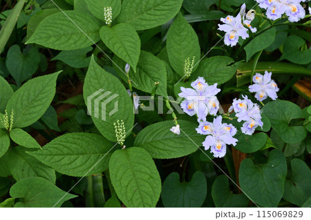 フタリシズカとシャガの花 115069829