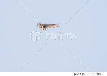 ホバリングする美しいケアシノスリ(タカ科)。 日本国群馬県、利根川河川敷にて。 2024年2月撮影 ホバリングする美しいケアシノスリ(タカ科)。 日本国群馬県、利根川河川敷にて。 2024年2月撮影 115070060