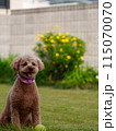 ドッグランでお座りするトイプードル 115070070