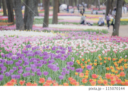 茨城　チューリップ畑 115070144