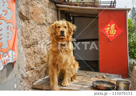 中国の犬 115070151