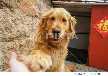 中国の犬 中国の犬 115070152