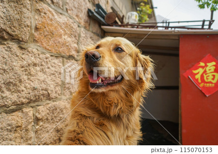 中国の犬 115070153