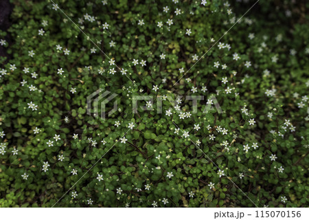 水草に咲く小さな白い花たち 115070156