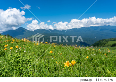 長野県茅野市 夏の車山高原の黄色いニッコウキスゲの花と山並み 長野県茅野市 夏の車山高原の黄色いニッコウキスゲの花と山並み 115070170