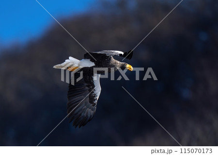 冬枯れの山をバックに悠然と飛ぶオオワシ 115070173
