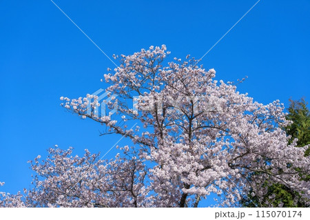 青空バックに見上げる満開のソメイヨシノ桜 115070174