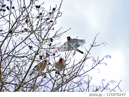 冬の｢ウソ｣シリーズ　羽ばたき　短いくちばしと赤い頬が特徴の森林性の小鳥　北海道ウトナイ湖で撮影 115070247
