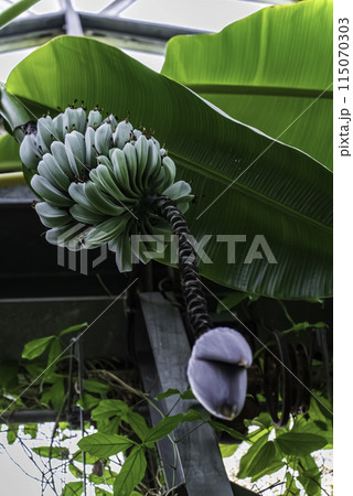 バナナの雌花 バナナの雌花 115070303