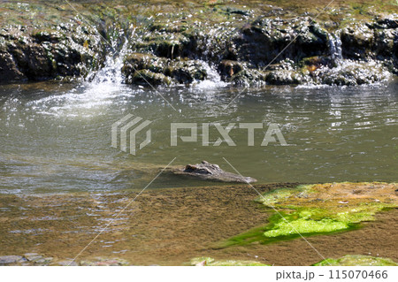 Big and tall crocodile in river at thailand Big and tall crocodile in river at thailand 115070466