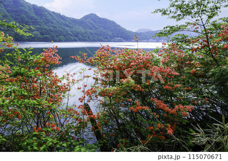 榛名湖畔に咲くヤマツツジ 115070671