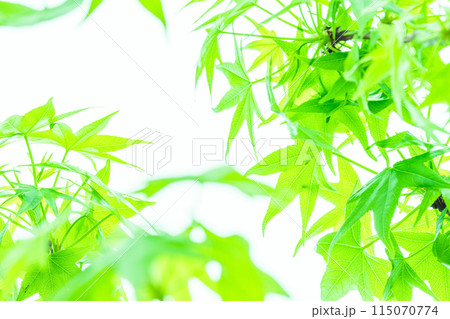 爽やかな新緑_モミジバフウ 爽やかな新緑_モミジバフウ 115070774