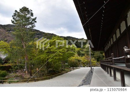 日本の春の京都　世界文化遺産の天龍寺　歴史的建造物と日本庭園　美しい新緑と花びら 115070984