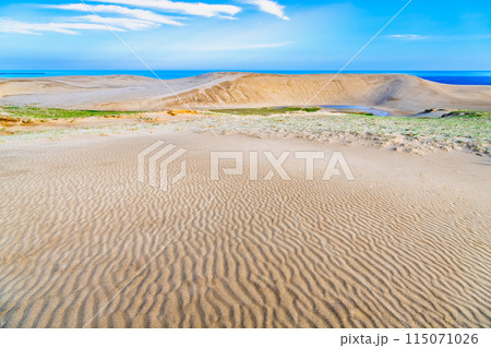 鳥取砂丘　馬の背とオアシス 115071026