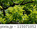 6月の柿の葉 115071052