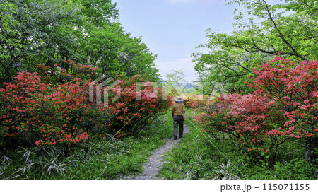 新緑とツツジ咲く遊歩道 115071155