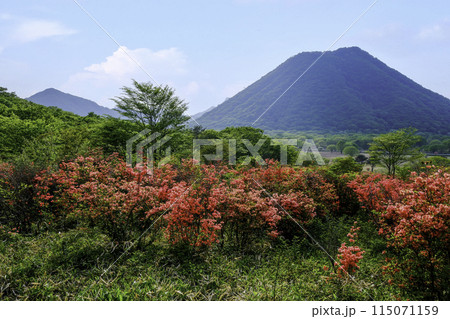 山つつじ咲く草原と榛名富士 115071159