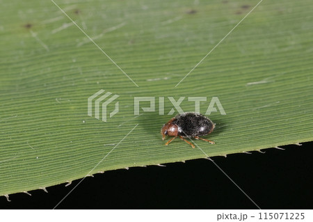 生き物　昆虫　ババヒメテントウ、体長は二ミリ前後。テントウムシにしては細長い体 115071225