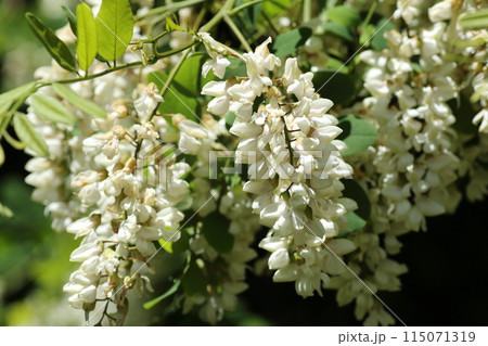 初夏に咲く、蜂蜜の蜜源、ニセアカシアの花 初夏に咲く、蜂蜜の蜜源、ニセアカシアの花 115071319
