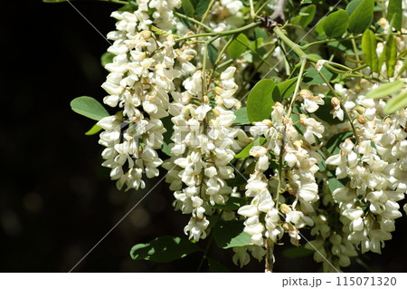 初夏に咲く、蜂蜜の蜜源、ニセアカシアの花 115071320
