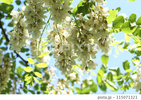 初夏に咲く、蜂蜜の蜜源、ニセアカシアの花 初夏に咲く、蜂蜜の蜜源、ニセアカシアの花 115071321
