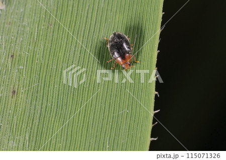 生き物 昆虫 ババヒメテントウ、五月のアシの葉で。アシ原などで比較的よく見られる様です 生き物 昆虫 ババヒメテントウ、五月のアシの葉で。アシ原などで比較的よく見られる様です 115071326