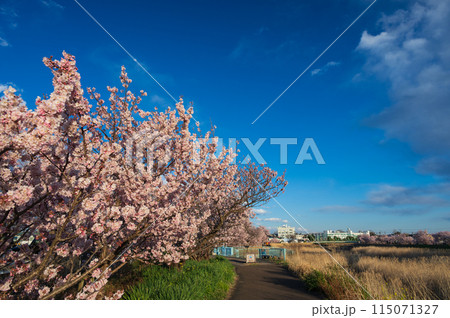 青木径　狩川の春めき桜並木 115071327
