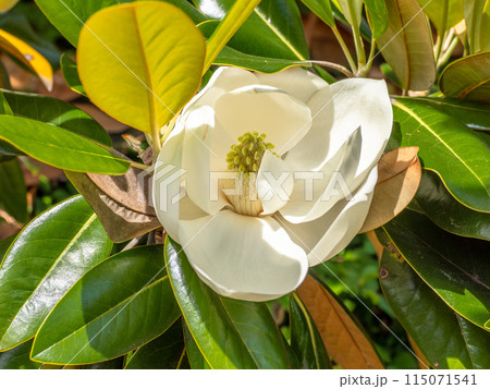 初夏に開花したタイサンボク(泰山木)の花 初夏に開花したタイサンボク(泰山木)の花 115071541
