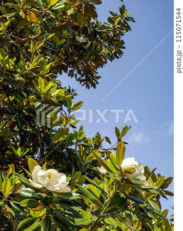 初夏に開花したタイサンボク(泰山木)の花 初夏に開花したタイサンボク(泰山木)の花 115071544