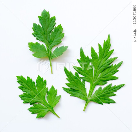 新鮮な蓬の葉、ヨモギの葉、よもぎ 新鮮な蓬の葉、ヨモギの葉、よもぎ 115071666