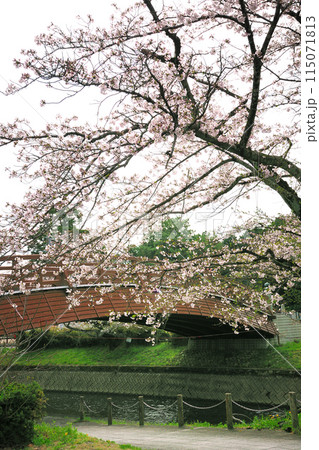 堀尾跡の桜 115071813