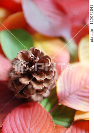 松ぼっくりと色付いた葉（秋の紅葉） 115071845