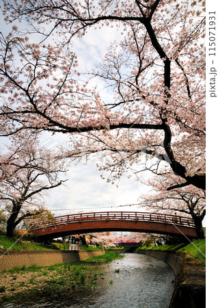堀尾跡の桜 堀尾跡の桜 115071931