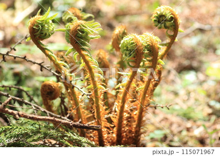 林床に生える大型のシダ、オシダの芽 115071967