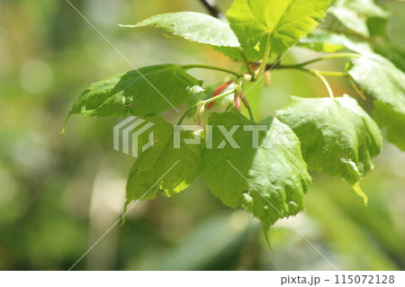 早春のシナノキの若葉 115072128