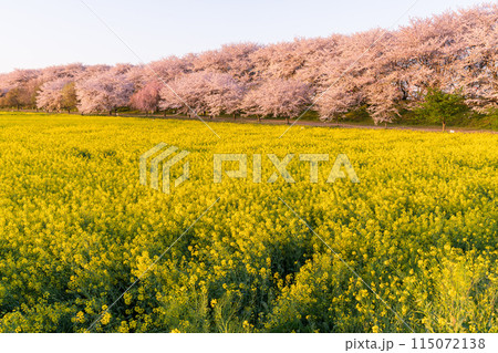 《埼玉県》満開の桜と菜の花・春の権現堂桜堤 115072138