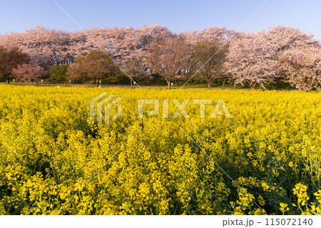 《埼玉県》満開の桜と菜の花・春の権現堂桜堤 115072140