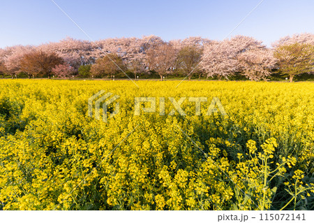 《埼玉県》満開の桜と菜の花・春の権現堂桜堤 115072141